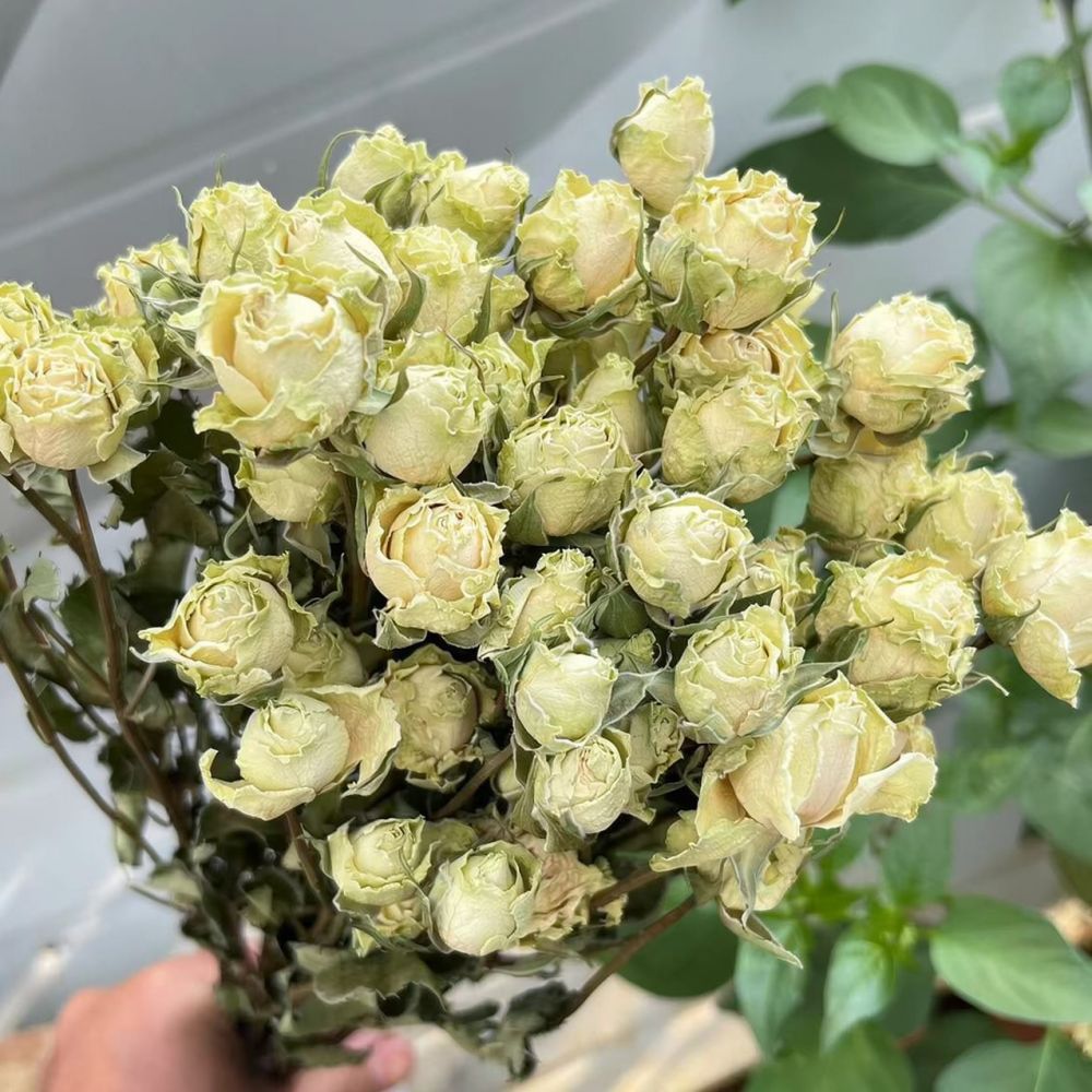 باقة ورود طبيعية مجففة ومحفوظة - مراجعة Resin Art Rose وسعره